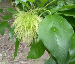 Image result for Maclura africana