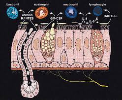 Thymic epithelial cells (tecs) are specialized cells with high degree of anatomic, phenotypic and functional heterogeneity that are located in the outer layer (epithelium) of the thymic stroma. Epithelial Cells As Regulators Of Airway Inflammation Journal Of Allergy And Clinical Immunology