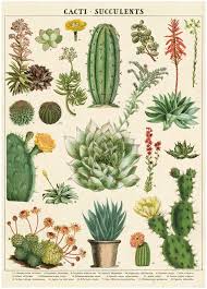 What's the difference between a cactus and a succulent? Amazon Com Cavallini Decorative Wrap Poster Cacti Succulents 20 X 28 Inch Italian Archival Paper Wrap Suc Kitchen Dining