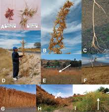 Image result for Hyparrhenia cymbaria