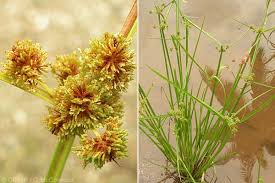 Image result for Cyperus difformis