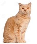 British Shorthair Colours – Full Guide – My British Shorthair