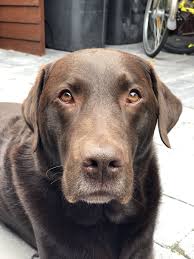 Hunter Dogs Your Dog Dog Face