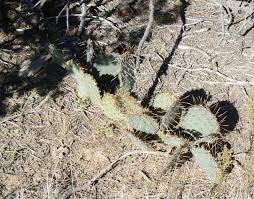 Learning how to give a dog massage is enriching for owner and dog alike. Cactus Wreaking Havoc On My Kid And Dog The Southwestern Woman