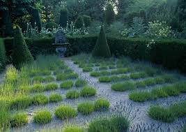 jardins agapanthe lavenders gothic garden garden inspiration agapanthus garden