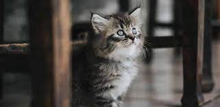 Kittens In Dream Meaning Symbol Interpretation Regular Dream