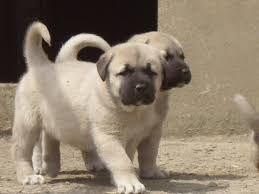Kangal Kopek Cinsleri Kangal Hayvancilik