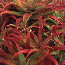 Image result for Aloe carnea