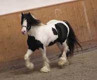 what-is-the-pinto-horse