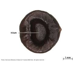 Image result for Tarenna leonardii