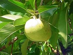 Image result for Dillenia