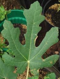 Cara mengatasi karat pada daun pokok. Karat Daun Ruby Ruthy Berkebun