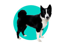 Image result for karelský medvědí pes