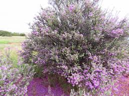 Image result for Vitex thyrsiflora