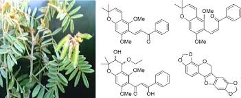 Image result for Tephrosia aequilata