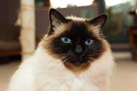 The battle over how often cats need shots goes on. Distemper In Cats Symptoms Causes Diagnosis Treatment Recovery Management Cost