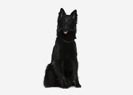 Check spelling or type a new query. Europetnet Belgian Shepherd Dog Groenendael