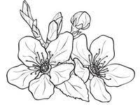 If you are using mobile phone, you could also use menu drawer from browser. Fiori Di Pesco