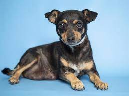 Find and adopt a pet on petfinder today. Free Pet Adoptions In Phoenix At Arizona Humane Society Photos