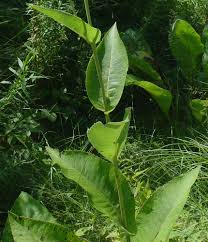 Image result for Inula mannii