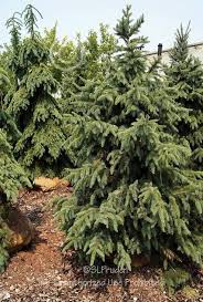 One of the narrowest large, upright spruce cultivars. Photo Of The Entire Plant Of Serbian Spruce Picea Omorika Bruns Posted By Daylilyslp Garden Org