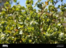 Image result for Cliffortia