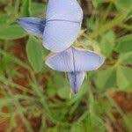 Image result for Crotalaria polysperma
