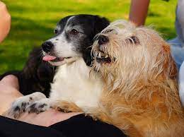 Why Dogs Eat Grass 7 Possible Reasons For Eating Grass Explained Dog Eating Pumpkin Dog Treats Good Doggies Online