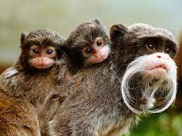 Emperor Tamarin Twins Animals Beautiful Baby Animals Animal Lover