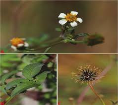 Image result for Bidens pilosa