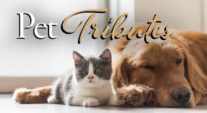 We did not find results for: Locations Pets At Peace By Harris Funeral Home