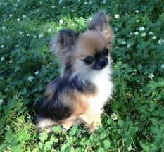 Wwv Hairstylestrends Me Chihuahua Puppies Cute Animals Cute Baby Animals