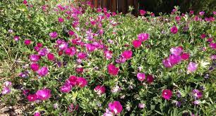 For many, flowers are the definition of a garden. Ten Plants That Even A Black Thumb Gardener Can T Kill The Denver Post