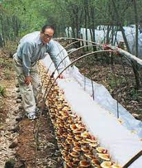 We did not find results for: Mushroom Culture