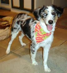Thank You For Sticking With Me I Couldn T Be Happier With The Australian Shepherd Australian Shepherd Mini Australian Shepherds Australian Shepherd Dogs