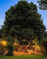 the majestic linden tree deploying its royal cape by night photo credit chasingstories blog domaine outdoor royal cape