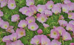 Odavad lennud marsruudil milwaukee mount shasta. Drought Tolerant Ground Covers With Showy Flowers Dengarden
