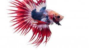 Mimpi ikan lepas dari tangan. 12 Arti Mimpi Ikan Cupang Pertanda Baik Dan Buruk Ragam Bola Com