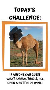 Quiz What Animal Is This Animals Dubai Uae Travel Wine Bottle