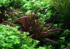 Image result for Blyxa