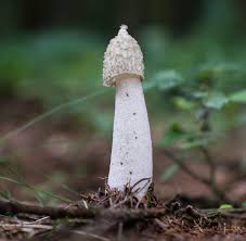 The objective of pilz is to automate machines and plants in such a way that the safety of man, machine and environment is always. Pilz Des Jahres 2020 Gemeine Stinkmorchel Welt