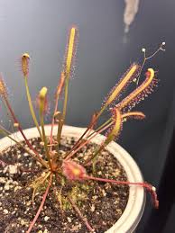 Image result for Rotala capensis