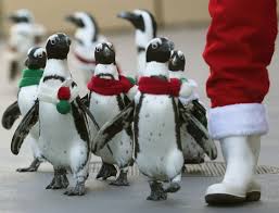 Some Penguins Dressed Up In Christmas Outfits Christmas Animals Animal Pictures March Of The Penguins