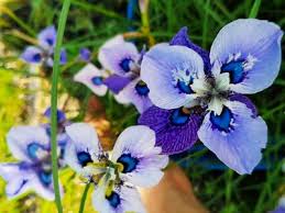 Image result for Moraea bella
