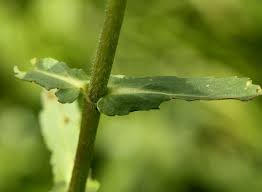 Image result for Enydra fluctuans