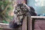 Long Haired Cats in Need of Rescue/Adoption - Facebook