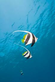 Get some tips on how to care for heniochus heniochus diphreutes. Small Group Of Schooling Bannerfish Stock Image Image Of Bannerfish Blue 16229111
