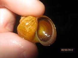 When a snail is out of their shell and not responsive, then they are most likely dead. Is This Mystery Snail Dead Aquariums