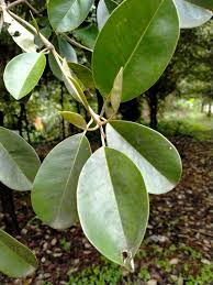 Image result for Manilkara