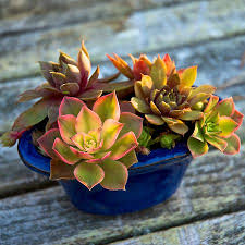 The succulents are a flawless choice for decorating a house. Creative Succulent Container Ideas
